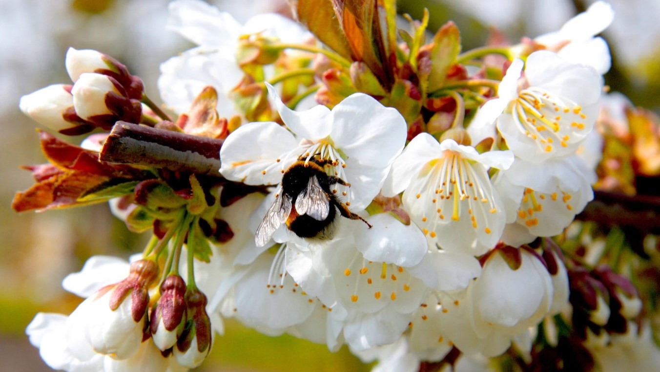 polinización cerezo